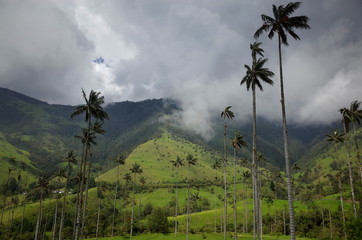 Wax Palm Trees in Cocora Valley, Colombia