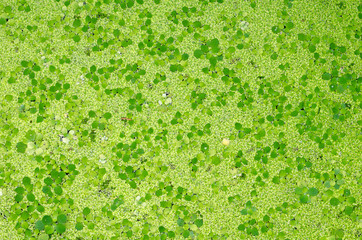 green duckweed plants floats in water on water for background texture