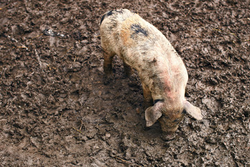 Happy life of cute dirty piglets on the farm