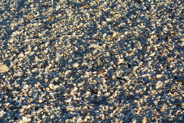 sandy beqach with shells 