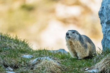 Portrait eines Murmeltiers
