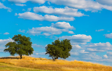 Fototapeta na wymiar Green Oak Trees on Hill With Clouds and Blue Sky