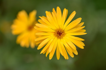 Beautiful yellow flower seen up close
