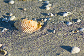 sandy beqach with shells 