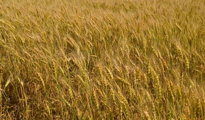 Field with cereals. Russia