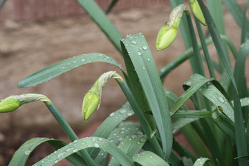 Tulips with Rain Drops