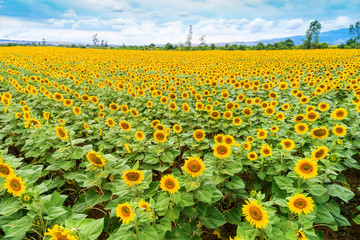 Beautiful sunflower field in  summer (sunflowers)