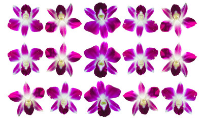 Fototapeta na wymiar pattern of beautiful orchid flowers isolated on white, queen of flowers.