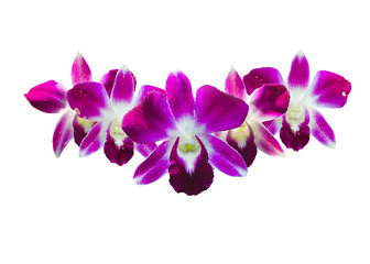 Fototapeta na wymiar tree beautiful orchid flowers isolated on white, queen of flowers.