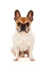 Portrait in Studio of a cute bulldog