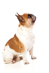 Portrait in Studio of a cute bulldog