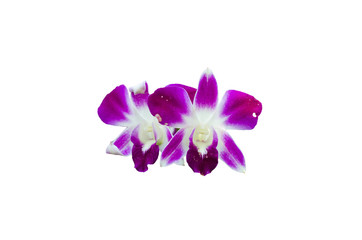 Fototapeta na wymiar beautiful orchid flower isolated on white, queen of flower.