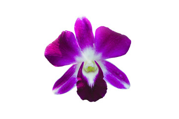 beautiful orchid flower isolated on white, queen of  flower.