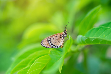 lemon pansy butterfly on the leaf on blur green leaves background. Commonly seen in nature.