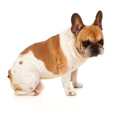 Fototapeta premium Portrait in Studio of a cute bulldog