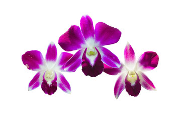tree beautiful orchid flowers isolated on white, queen of  flowers.