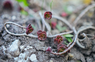 Green and red succulent flower ornament on the basis of saxifrage