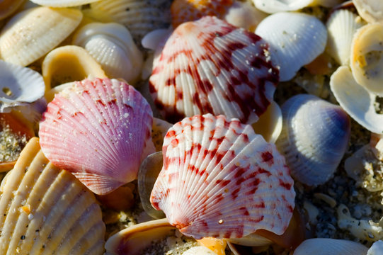 piles of sea shells on the beach 