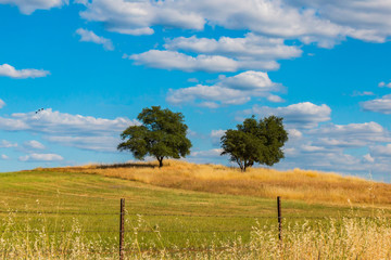 Fototapeta na wymiar Green Oak Trees on Hill With Clouds and Blue Sky
