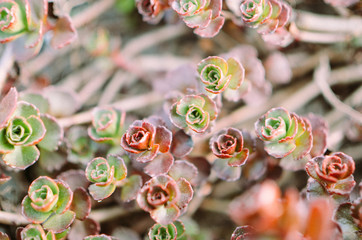Green and red succulent flower ornament on the basis of saxifrage