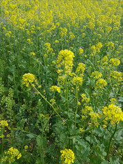 Senf, Weisser; Sinapis, alba