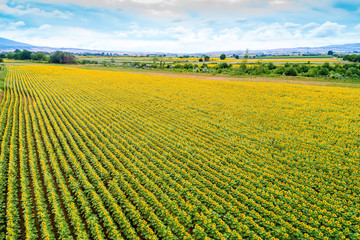 Beautiful sunflower field in  summer (sunflowers)