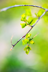 Macro spring view of tree brunch with green leaves
