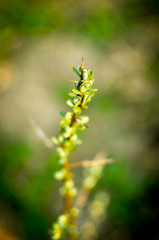 Buckthorn branch of sea buckthorn in the early spring