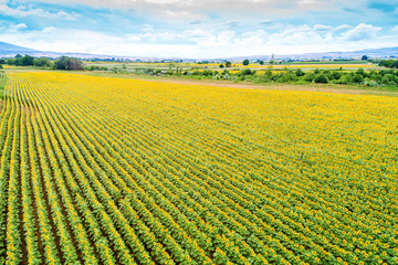 Beautiful sunflower field in  summer (sunflowers)