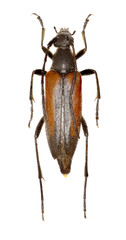 Black Striped Flower Longhorn Beetle on white Background  -  Stenurella melanura (Linnaeus 1758)