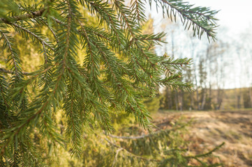 Spruce branch