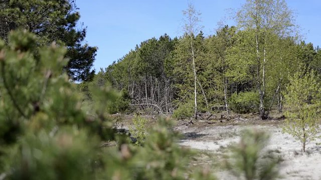 National Park Curonian Spit. Nida. Lithuania