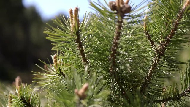 National Park Curonian Spit. Nida. Lithuania