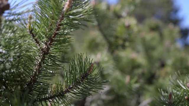 National Park Curonian Spit. Nida. Lithuania