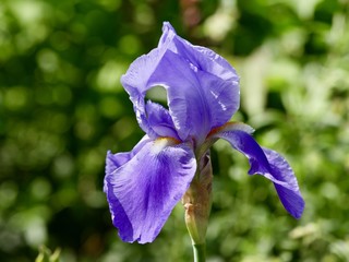 Iris bleu, dans un jardin 