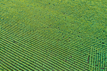 Beautiful sunflower field in  summer (sunflowers)