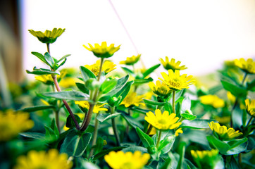 Small yellow flowers on the wood background