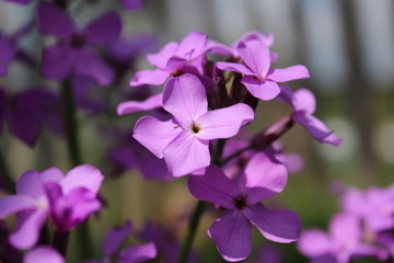 Fototapeta na wymiar Purple wild flower