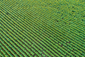 Beautiful sunflower field in  summer (sunflowers)