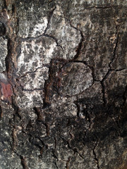 bark tree for texture and wall paper