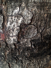 bark tree for texture and wall paper