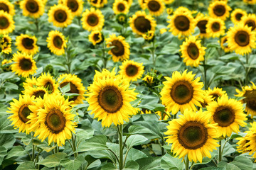 Fototapeta na wymiar Beautiful sunflower field in summer (sunflowers)