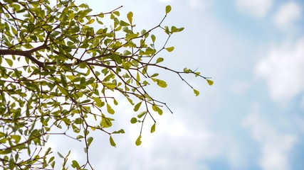 Background for tree and sky outdoor. 
