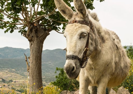 A donkey working animal lives on the island of Lesbos e in Greece.
