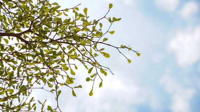 Background for tree and sky outdoor. 