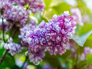 Bushes of blossoming lilacs