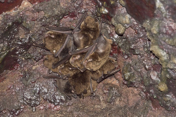 bat - Common noctule - (Nyctalus noctula) in cave
