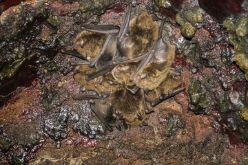 bat - Common noctule - (Nyctalus noctula) in cave