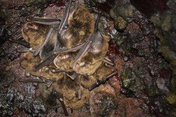 bat - Common noctule - (Nyctalus noctula) in cave © Vera Kuttelvaserova
