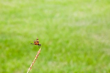Closeup of dragonfly over green grass background